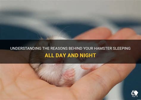 hamster sleeps all day|Why Hamsters Sleep So Much and When to Be Concerned.